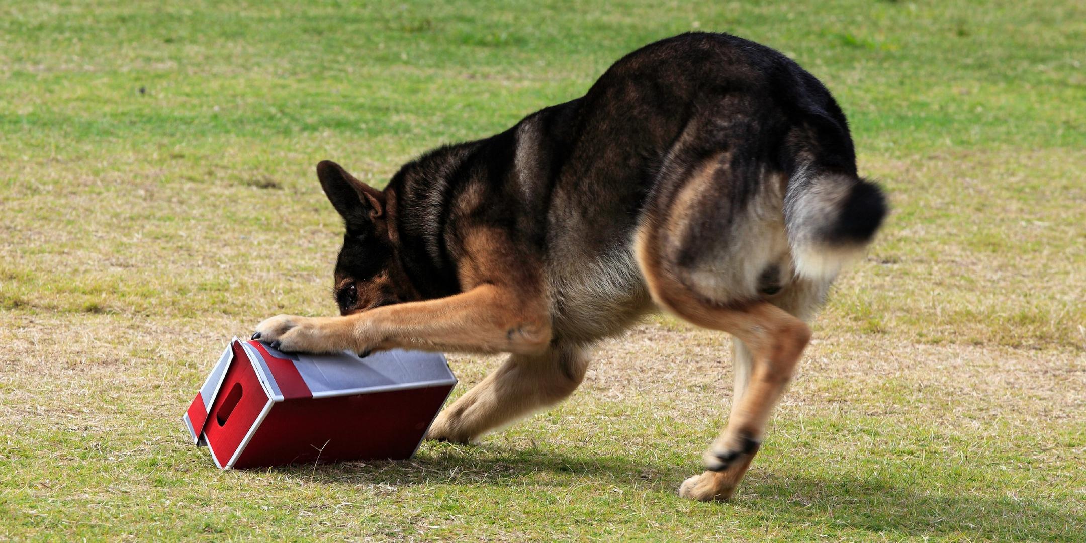 tucson dog coaching